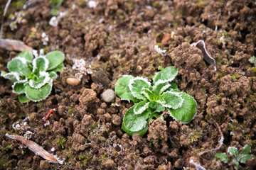 Feldsalat