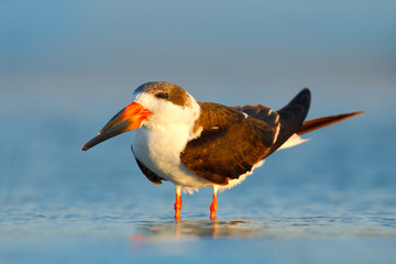 Black Skimmer, Rynchops niger, beautiful tern in the water. Black Skimmer in the Florida coast, USA. Bird in the nature sea habitat. Skimmer drinking water with open wings. Wildlife scene from nature
