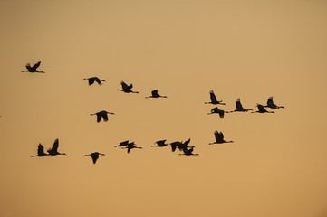 Grullas volando al atardecer 