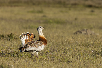 Avutarda
