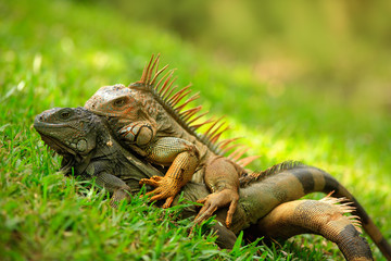 Pair of Reptiles, orange iguana, Ctenosaura similis, male and female sitting on black stone, chewing to head, animal in the nature habitat, wildlife, Manuel Antonio national park, Costa Rica
