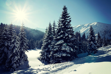 Fototapeta premium Snowy view in Tatra Mountains, winter landscapes series