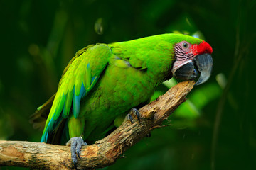 Wild parrot bird, green parrot Great-Green Macaw, Ara ambigua. Wild rare bird in the nature habitat. Green big parrot sitting on the branch. Parrot from Costa Rica. © ondrejprosicky