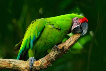  Wild parrot bird, green parrot Great-Green Macaw, Ara ambigua. Wild rare bird in the nature habitat. Green big parrot sitting on the branch. Parrot from Costa Rica. © ondrejprosicky