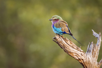 Lilac-breasted roller in Kruger National park, South Africa