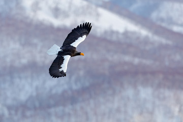 Winter scene with snow and eagle. Mountain winter scenery with bird. Steller's sea eagle, flying bird of prey, with blue sky in background, Hokkaido, Japan. Eagle with nature mountain habitat.