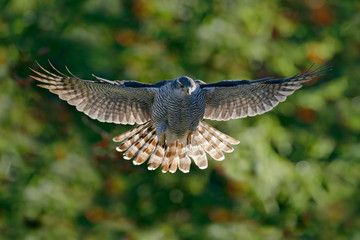 Flying bird Goshawk with blurred orange and green autumn tree forest in the background. Action wildlife scene from forest. Goshawk in fly, open wings. Goshawk in the nature habitat. Eagle flight.