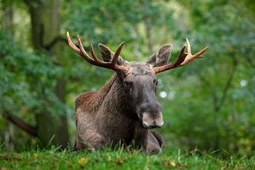 Naklejka na ściany i meble Wildlife scene from Sweden. Moose lying in grass under trees. Moose, North America, or Eurasian elk, Eurasia, Alces alces in the dark forest during rainy day. Beautiful animal in the nature habitat.