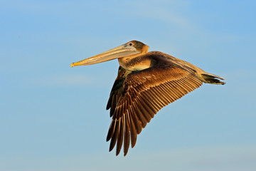 Pelican starting in the blue water. Brown Pelican splashing in water. bird in the dark water, nature habitat, Florida, USA. Wildlife scene from ocean. Brown pelican in the nature. Pelican with evening