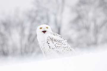 Bird snowy owl sitting on the snow, winter scene with snowflakes in wind.