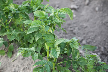 Young potato plants