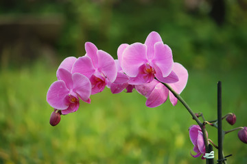 Purple orchid flower