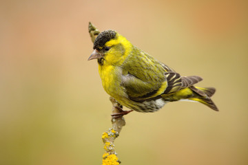 Eurasian Siskin, Carduelis spinus, sitting on the branch with yellow lichen, clear background