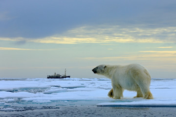 Obraz na płótnie Canvas Polar bear on the drift ice with snow, blurred cruise vessel in background, Svalbard, Norway