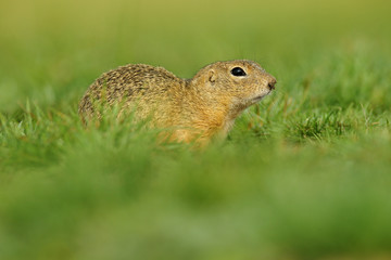 Naklejka na ściany i meble European Ground Squirrel, Spermophilus citellus, sitting in the green grass during summer, Czech