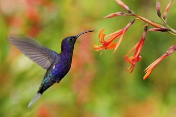 Obraz premium Hummingbird Violet Sabrewing flying next to beautiful orange flower, blurred flower garden in background, La Paz, Costa Rica