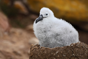 Cute baby of Black-browed albatross, Thalassarche melanophris, sitting on clay nest on the Falkland Islands