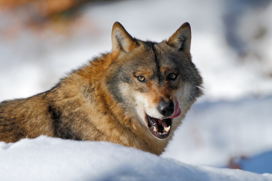 Fototapeta Gray wolf, Canis lupus, portrait with stuck out tongue, at white snow