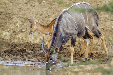 Obraz na płótnie Canvas Nyala in Kruger National park, South Africa