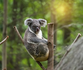 koala on tree sunlight on a branch