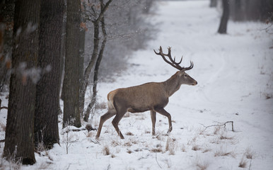 Naklejka na ściany i meble Red deer in snow