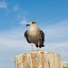 Seagull sitting on a pier post against the sky in the evening su