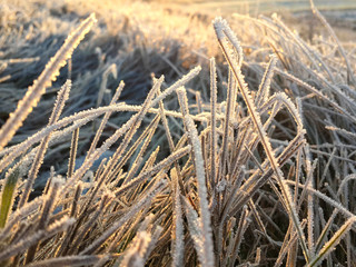 Fototapeta premium Beautiful frozen grass at the winter morning