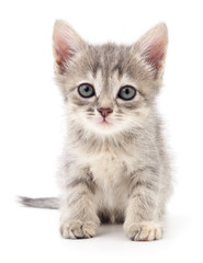Obraz premium Small gray kitten.