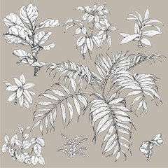 Tropical Plants Set