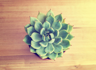  Miniature succulent plants in garden