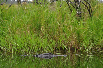 alligator in swamp