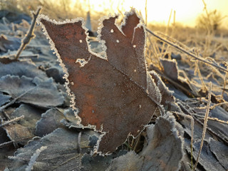 Beautiful frozen leaves lying on the winter ground