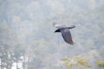 Rabe fliegt über wald