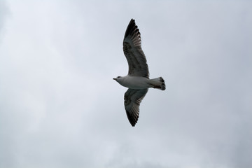 Seagull flying at a very windy and cloudy weather