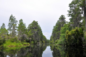 canoeing through the swamp in Florida, USA