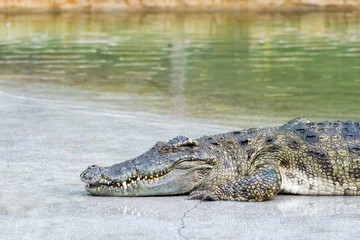 Crocodile by water