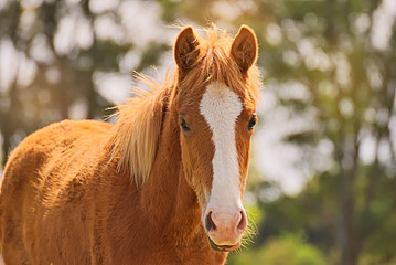 Cute brown foal on a field in Argentina