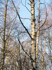 Fototapeta premium Silver birch trees on a sunny blue winters day in a park in Manchester