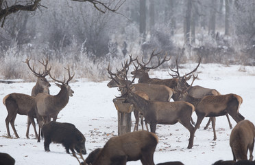Wild animals feeding on snow