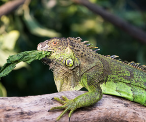 Green lizard standing on tree