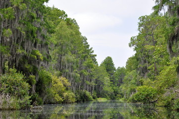 America Florida swamp with high trees and lush vegetation 