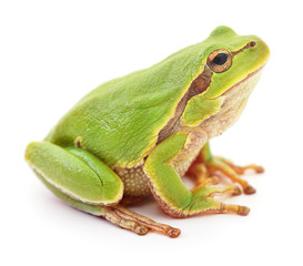 Green frog isolated.