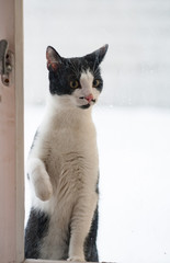 Kater m&ouml;chte bei Fenster herein