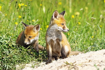 fox babies near the den