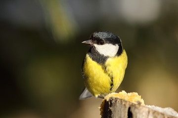 great tit perched on wood stump