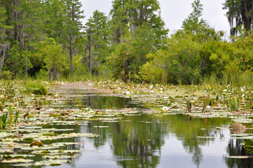 Fototapeta na wymiar Swamp in Florida, USA 