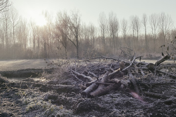 Landscape, woods, forest, back light, morning light, trees, winter, golden hour