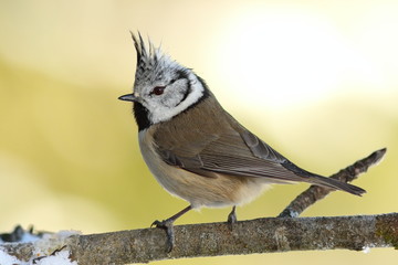 tiny crested tit in the garden