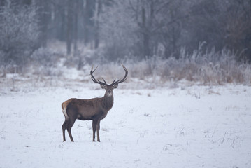 Red deer in snow