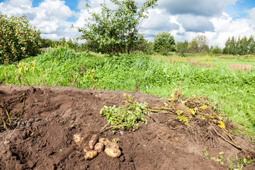 Freshly dug organic potatoes on the field in sunny day